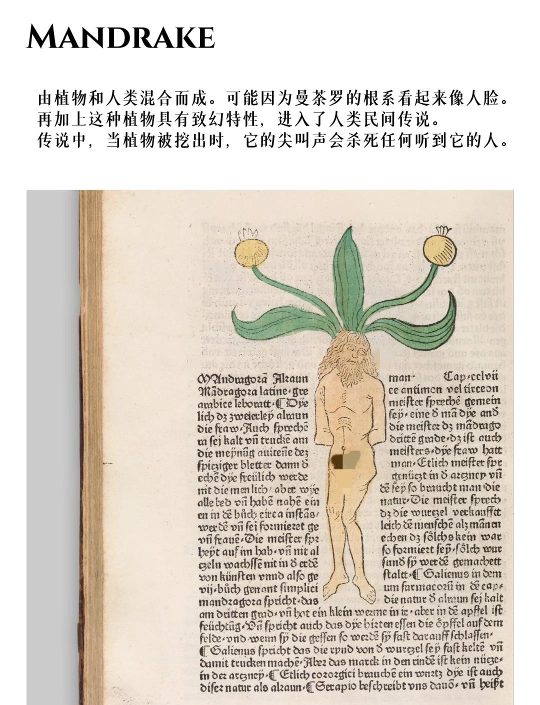 占卜家途径的神话生物是什么(占卜家途径的神话生物是什么?) 占卜家途径的神话生物是什么(占卜家途径的神话生物是什么?)