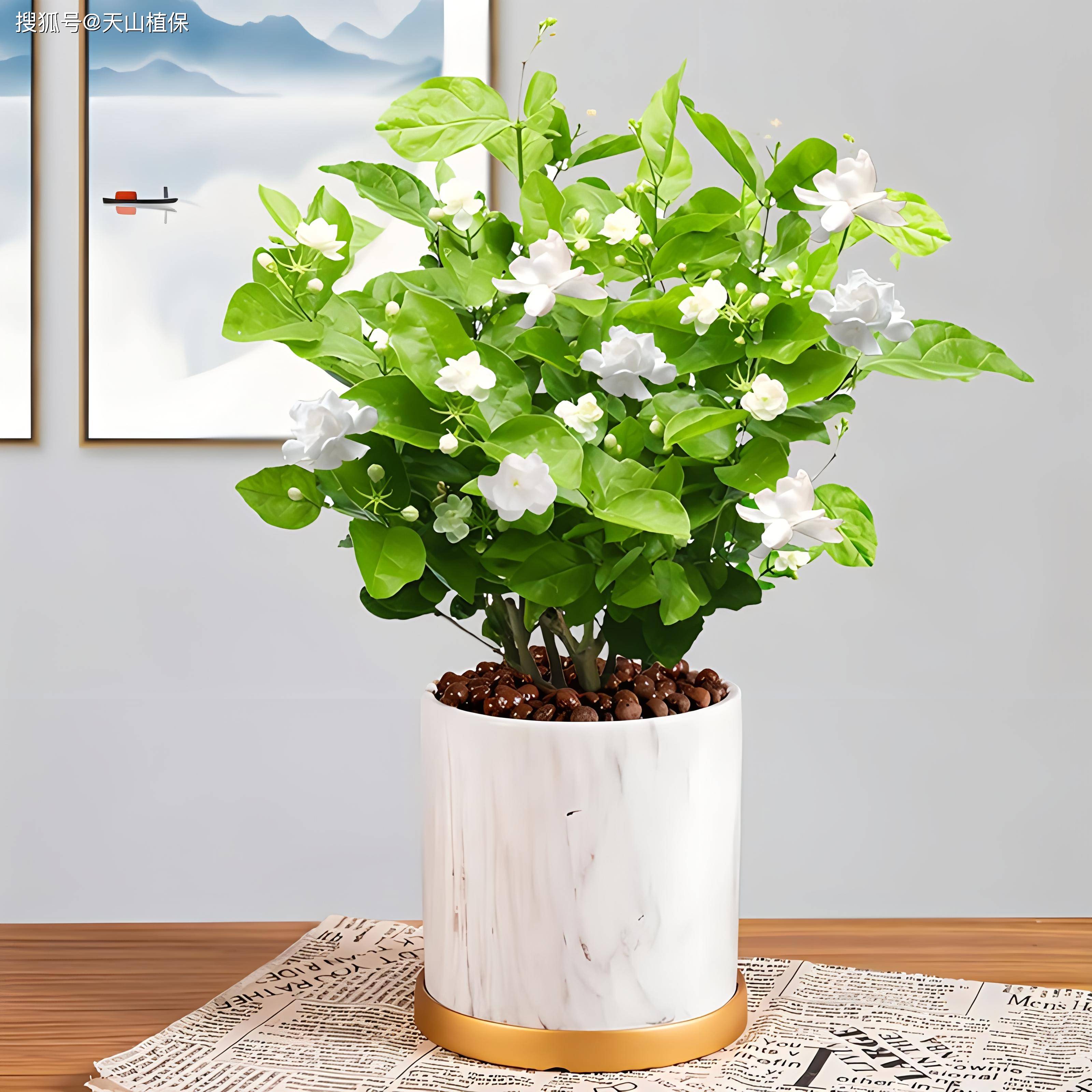 适合窗台上种的植物(窗台上适合养什么植物) 适合窗台上种的植物(窗台上适合养什么植物)