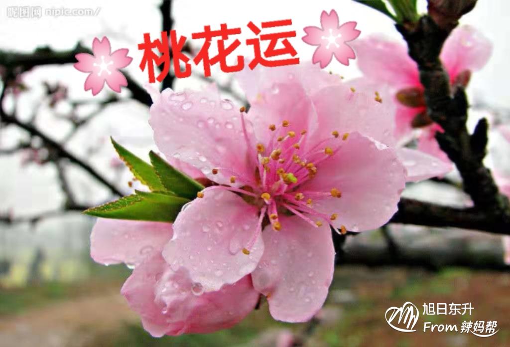 八字算命免费查桃花星(八字查桃花免费查询)