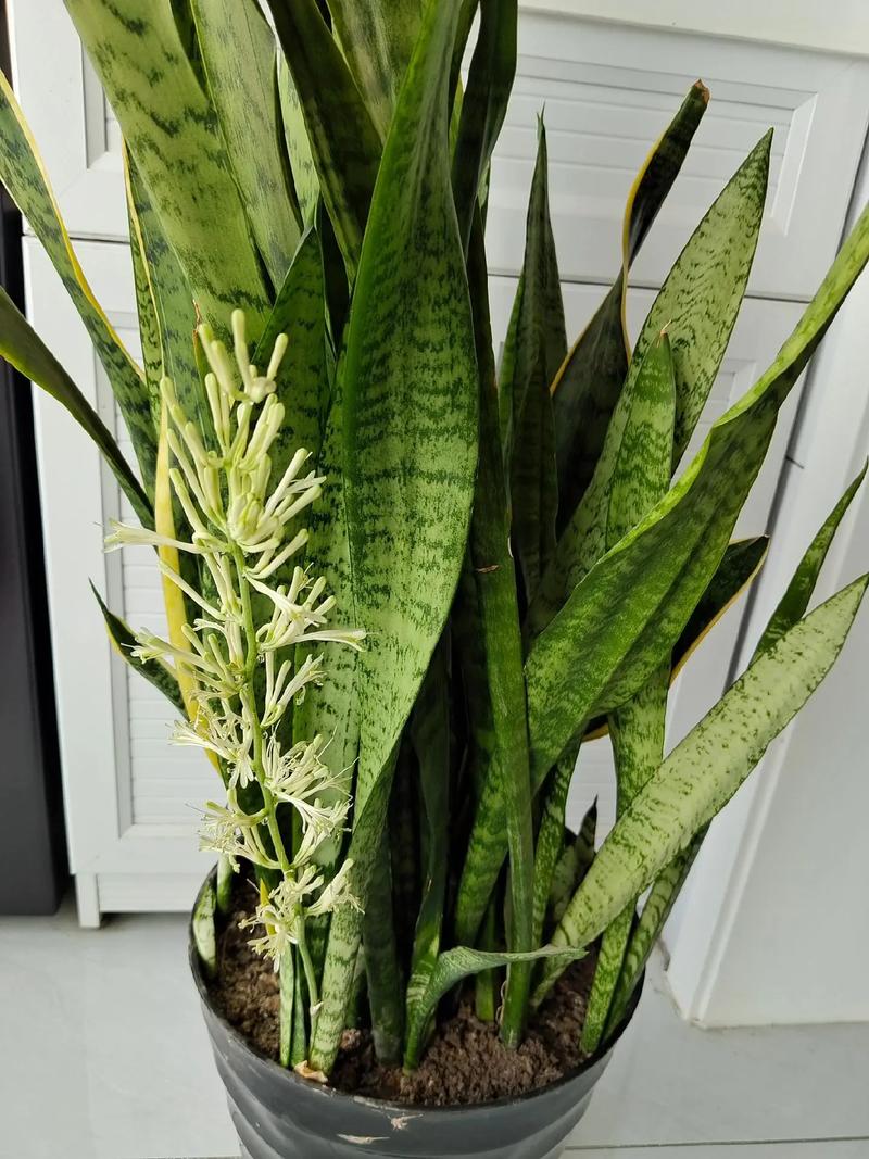 风水大师说家里不能养虎皮兰(风水大师说家里不能养虎皮兰是真的吗)