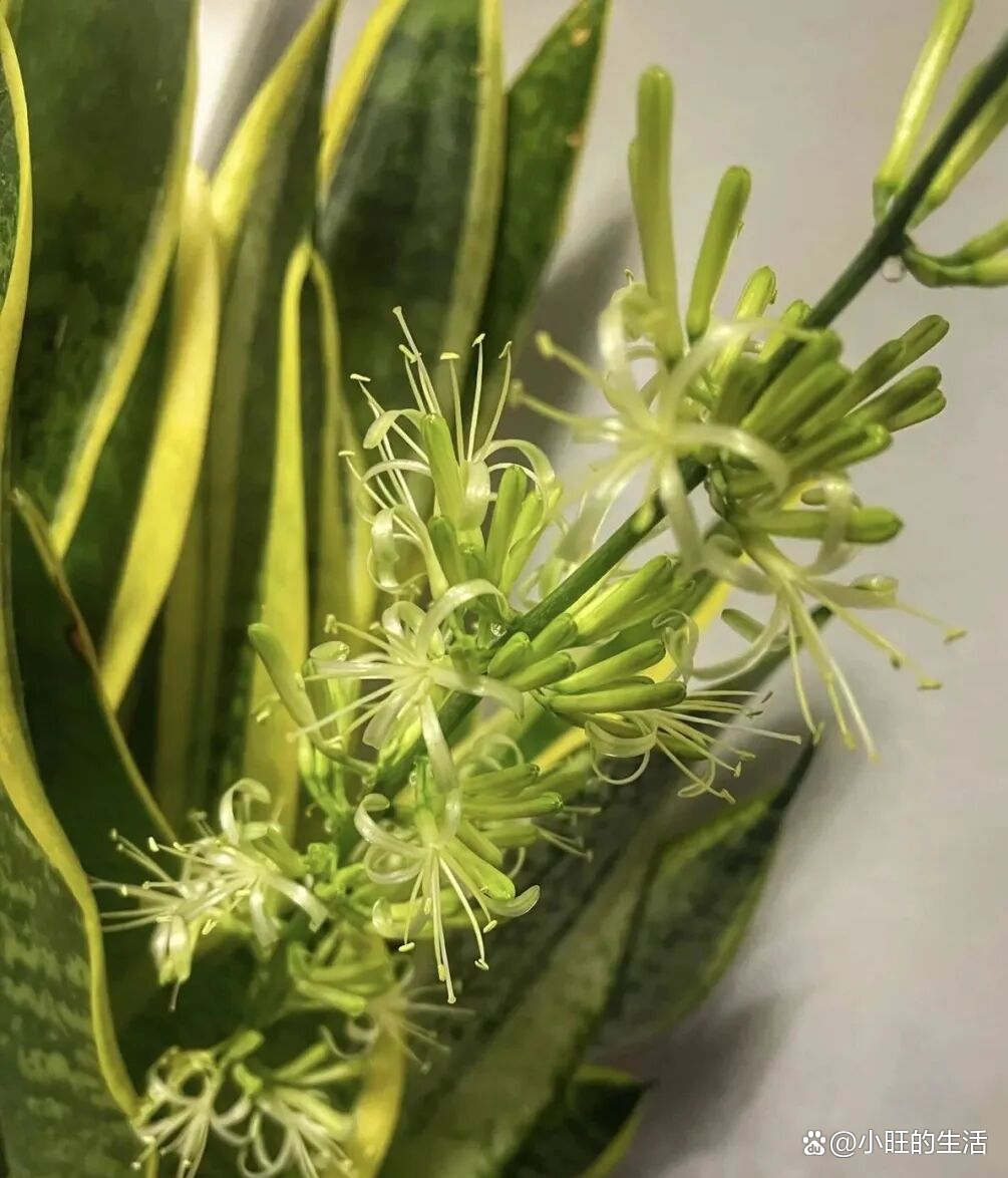 风水大师说家里不能养虎皮兰(风水大师说家里不能养虎皮兰是真的吗) 风水大师说家里不能养虎皮兰(风水大师说家里不能养虎皮兰是真的吗)