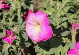 坟地牵牛水危害有哪些呢(坟地牵牛水危害有哪些呢?)