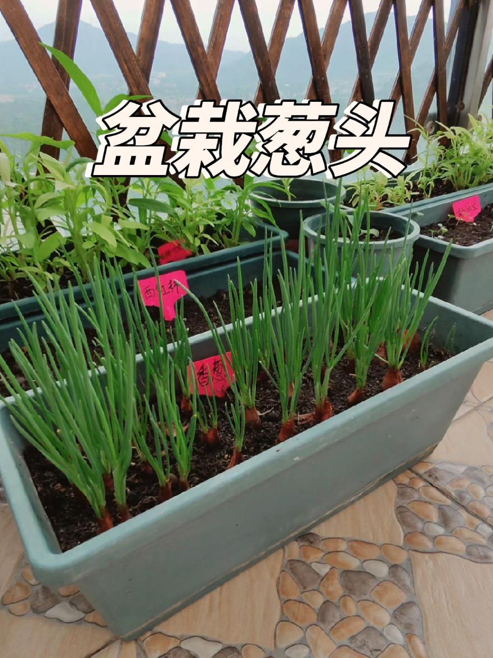 阳台上种葱是什么意思啊(阳台上种葱用什么肥料最好)