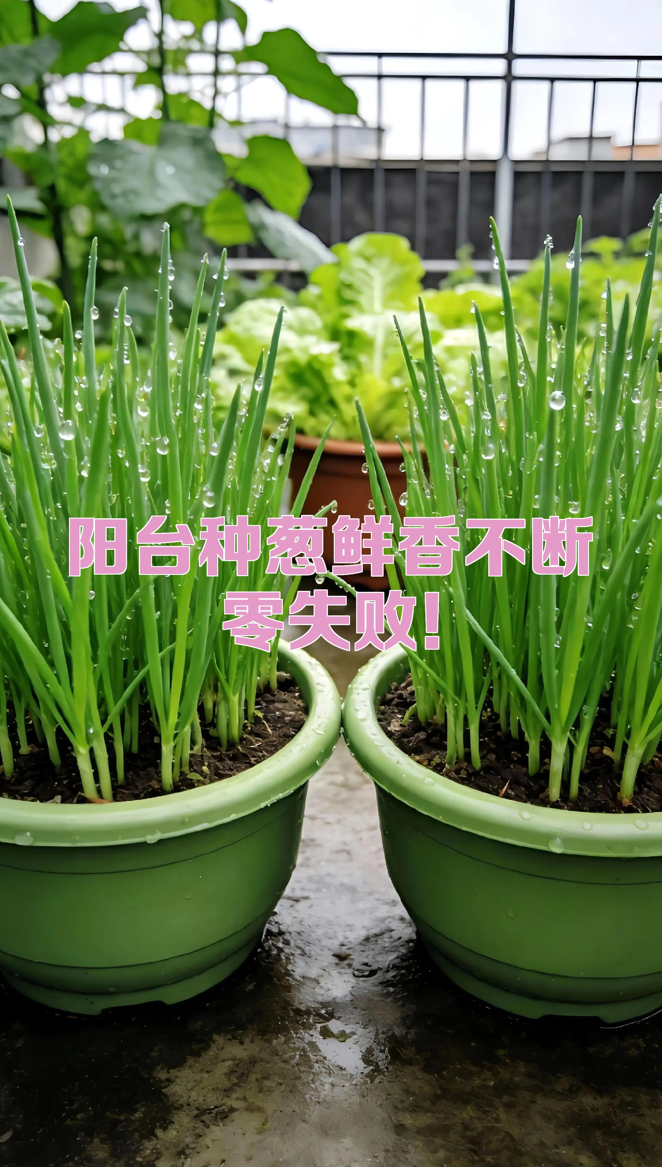 阳台上种葱是什么意思啊(阳台上种葱用什么肥料最好)