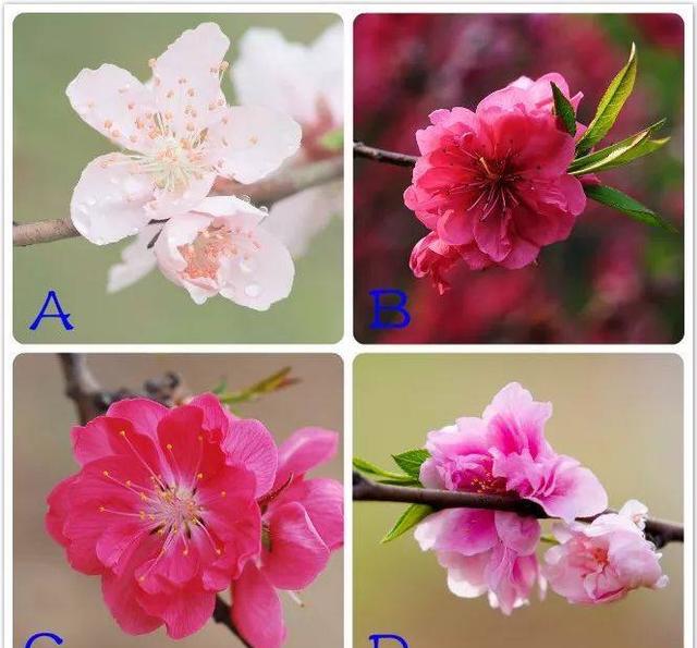 桃花运的测试方法(八字桃花运测试免费) 桃花运的测试方法(八字桃花运测试免费)