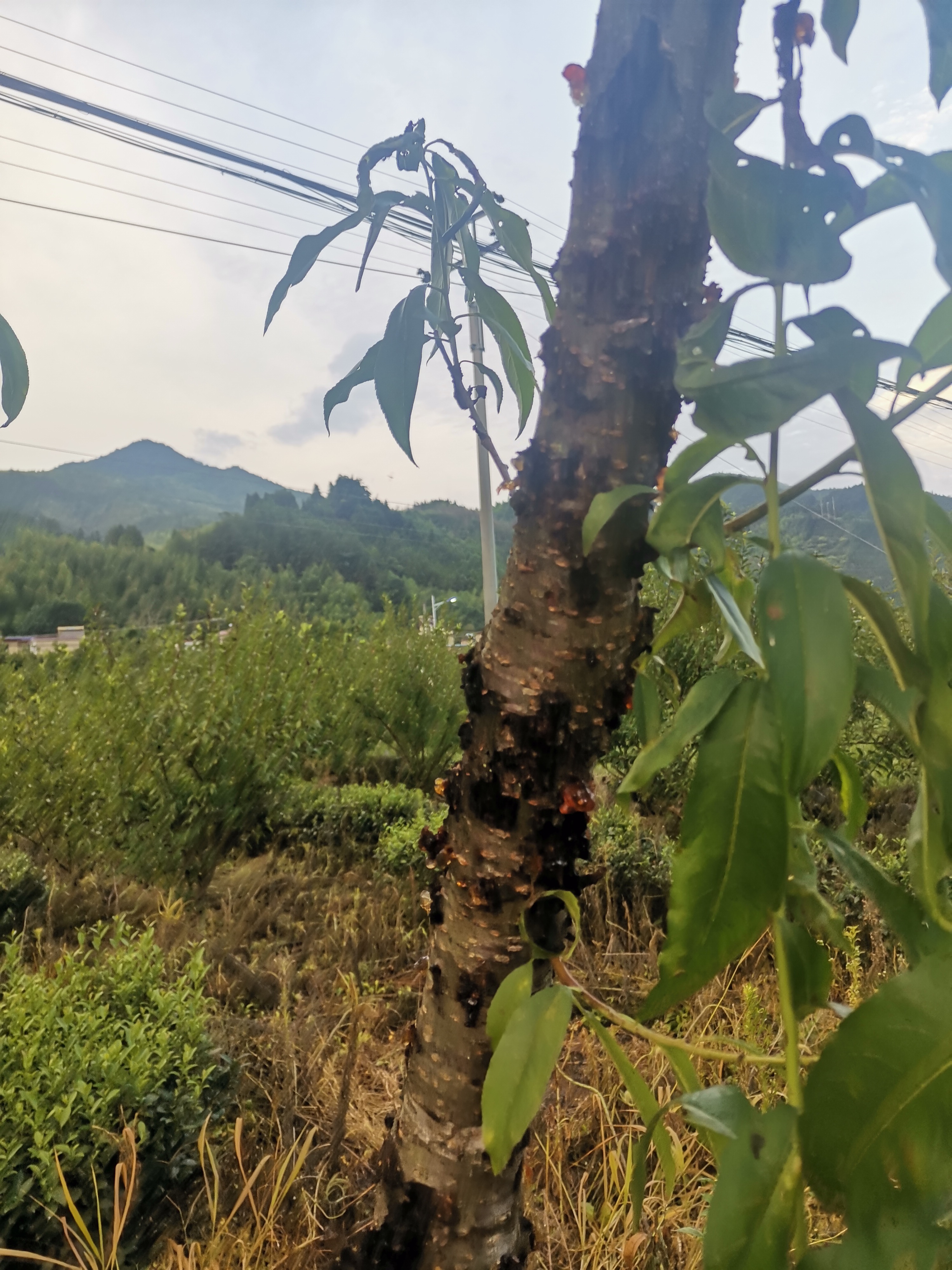 一亩桃树能产多少桃胶1(一亩桃树能产多少桃胶合适呢)