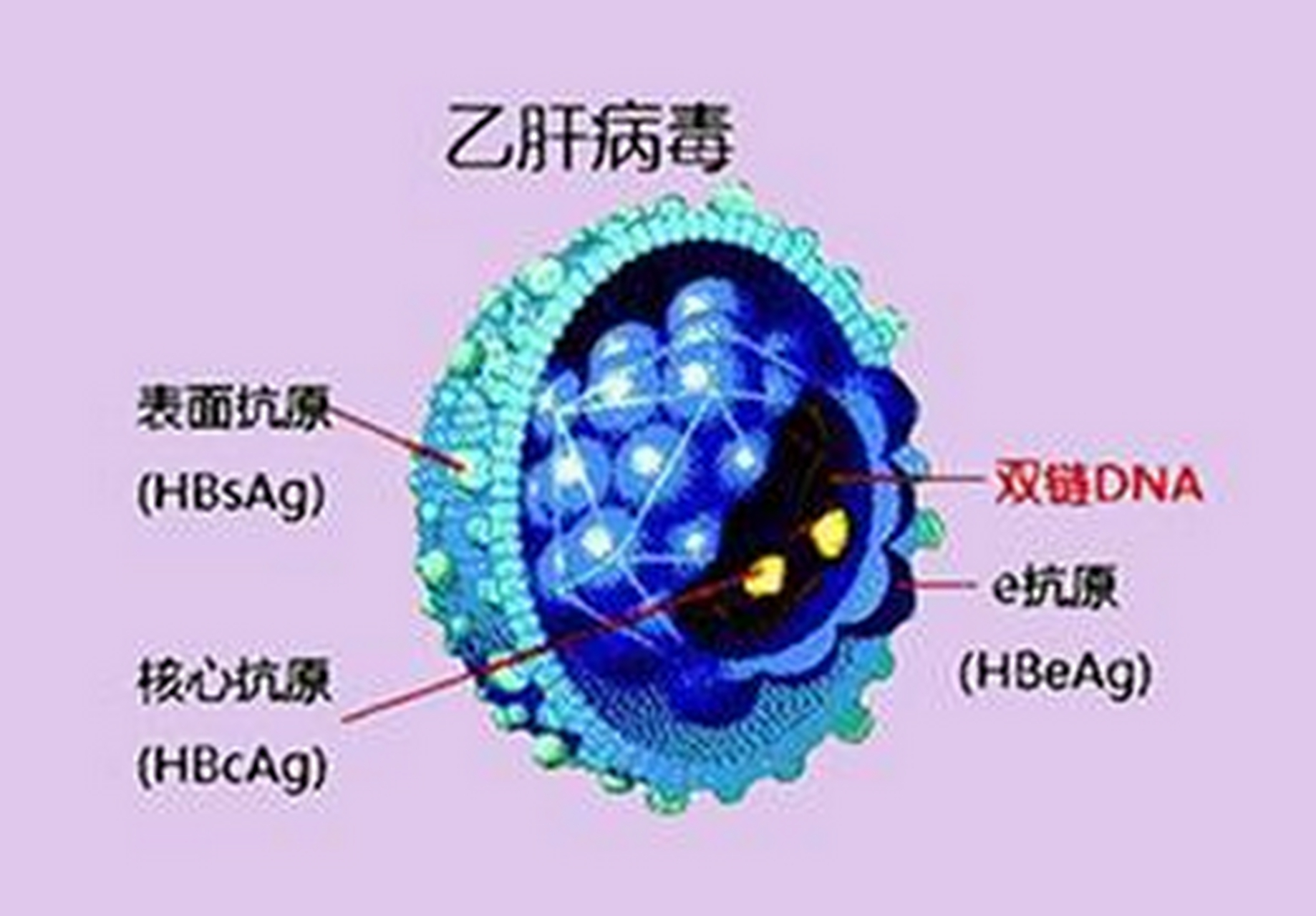 乙肝病毒携带者可以吃茄子吗(乙肝病毒携带者可以吃茄子吗为什么) 乙肝病毒携带者可以吃茄子吗(乙肝病毒携带者可以吃茄子吗为什么)