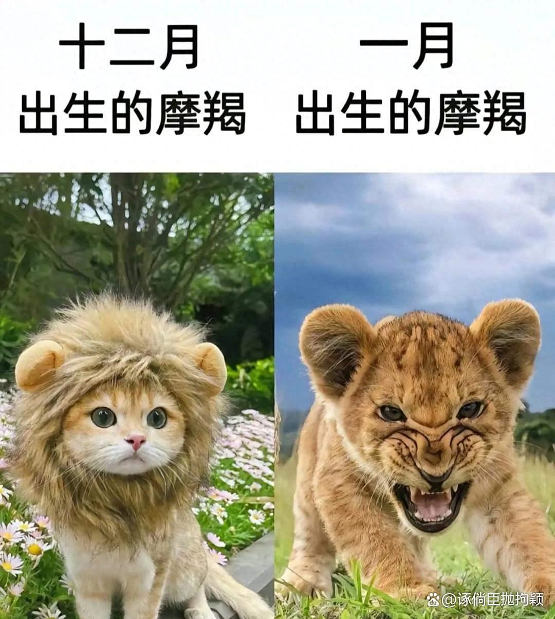 为什么说1月的摩羯是神(为什么1月的摩羯不爱回消息)