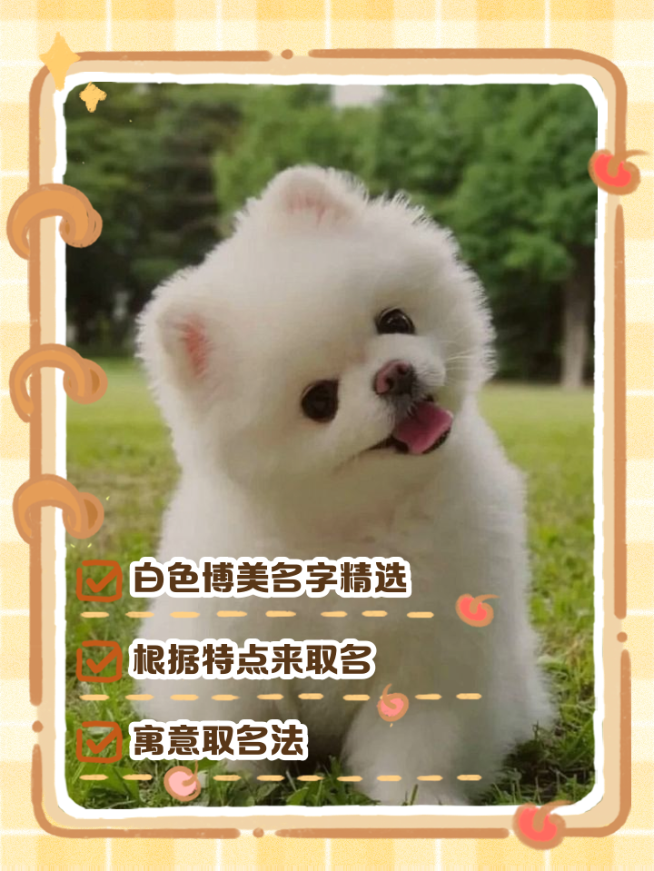 博美起名字女孩(博美起名字女孩名字大全)