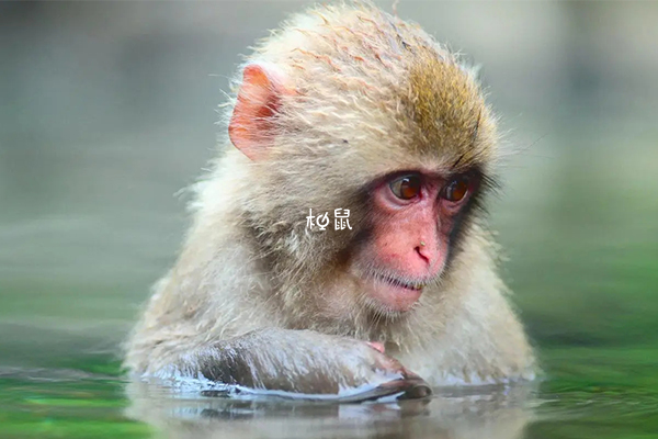 周公解梦全部预兆(周公解梦全解实用技巧) 周公解梦全部预兆(周公解梦全解实用技巧)