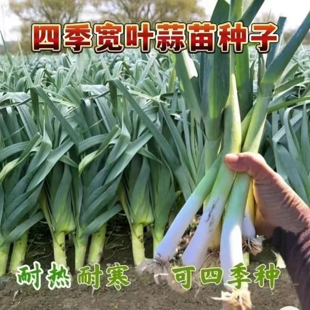 阳台挂葱蒜不能乱挂(阳台种葱蒜盆家庭神器)