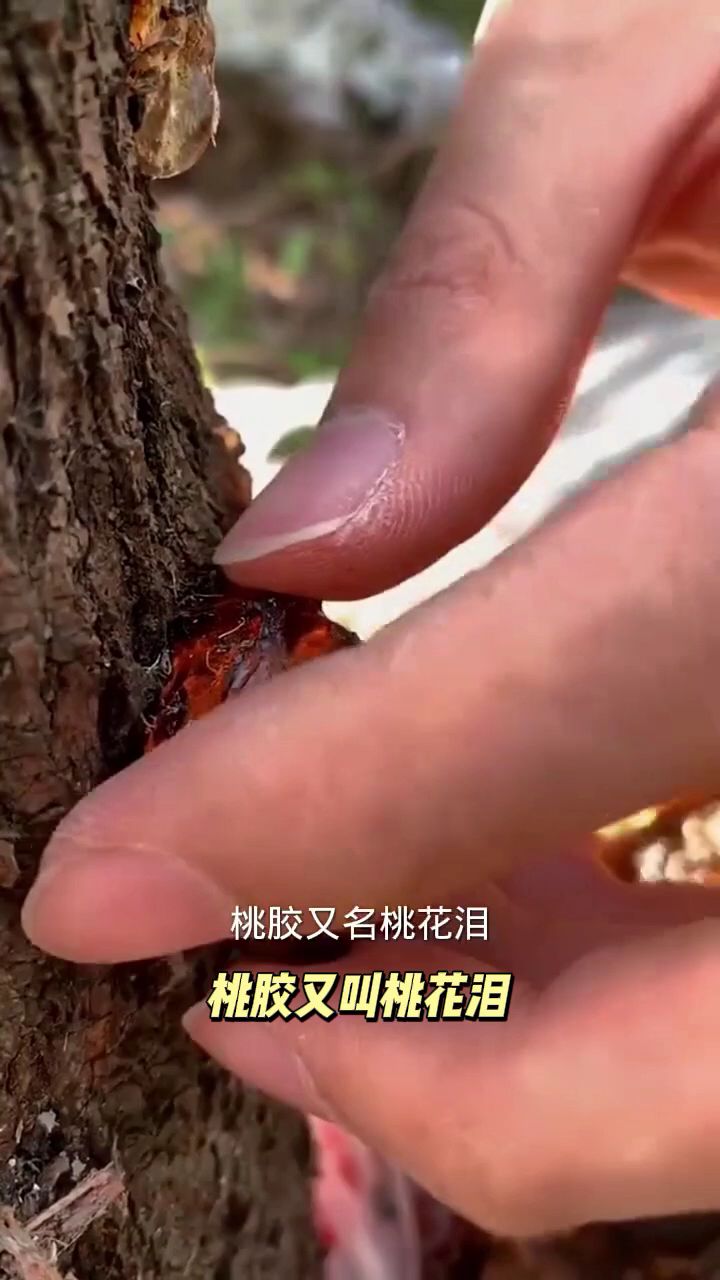 一亩桃树能产多少桃胶吗(一亩桃树能产多少桃胶合适呢图片及价格)