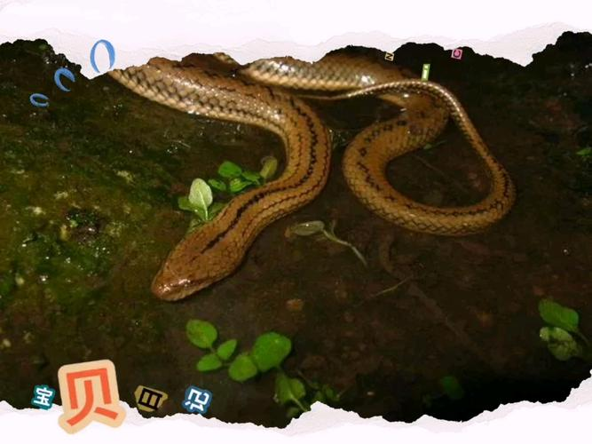 原版周公解梦蛇的象征(原版周公解梦梦见蛇金黄)