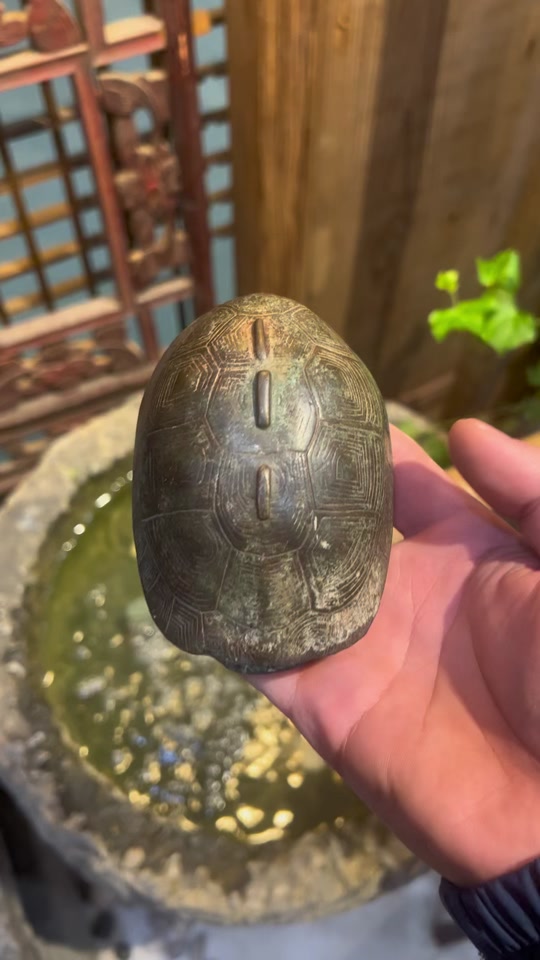 占卜的龟壳(占卜的龟壳叫什么)