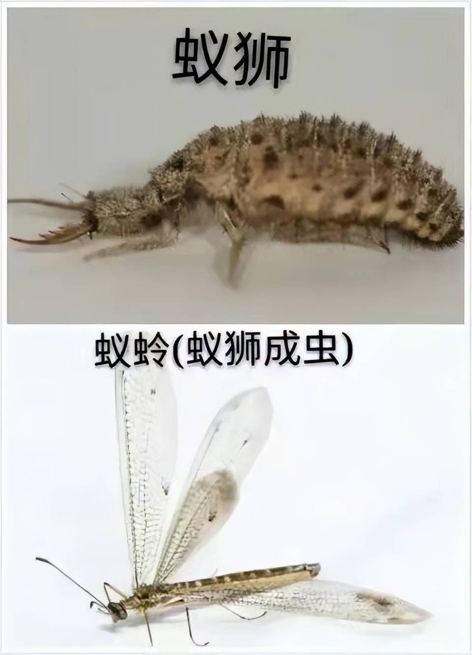 坟上有地牯牛(坟上有蜗牛是福还是祸)