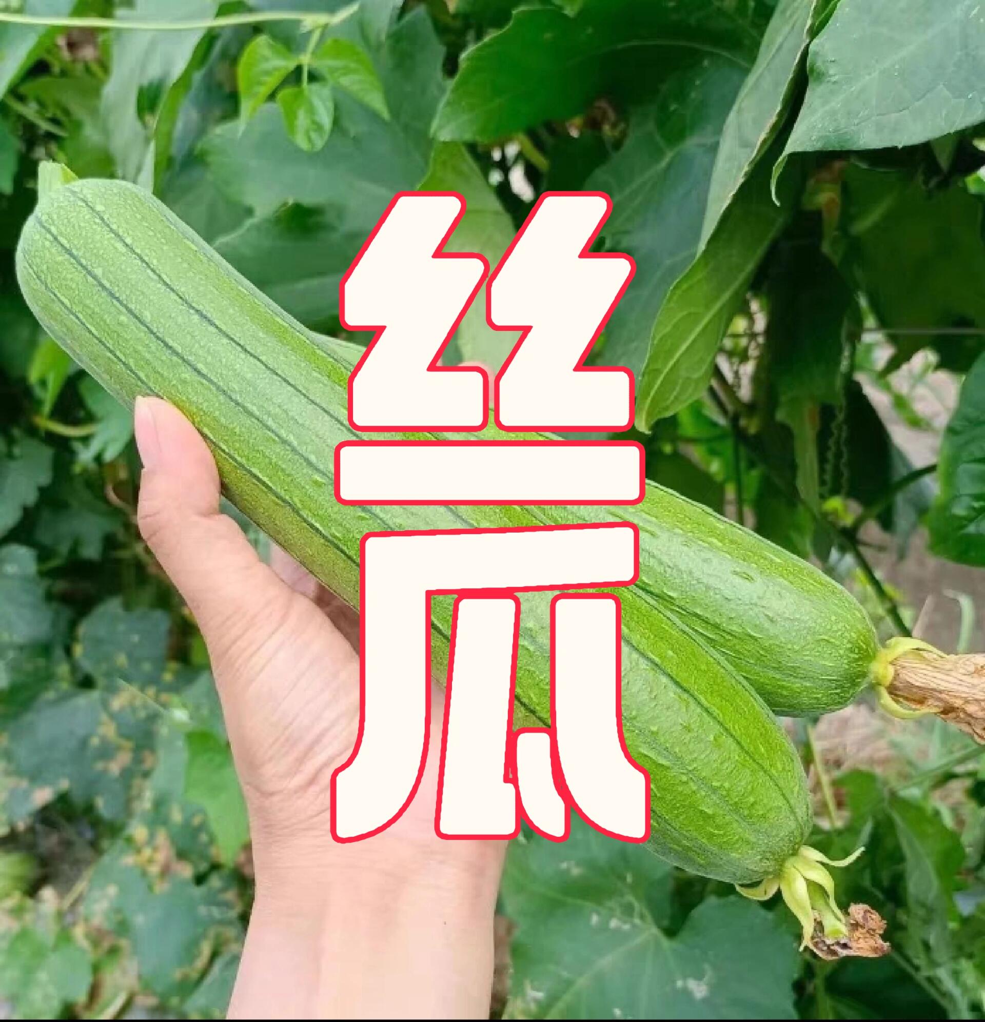 梦见摘丝瓜是吉兆吗(女人梦见摘丝瓜是吉兆含义)