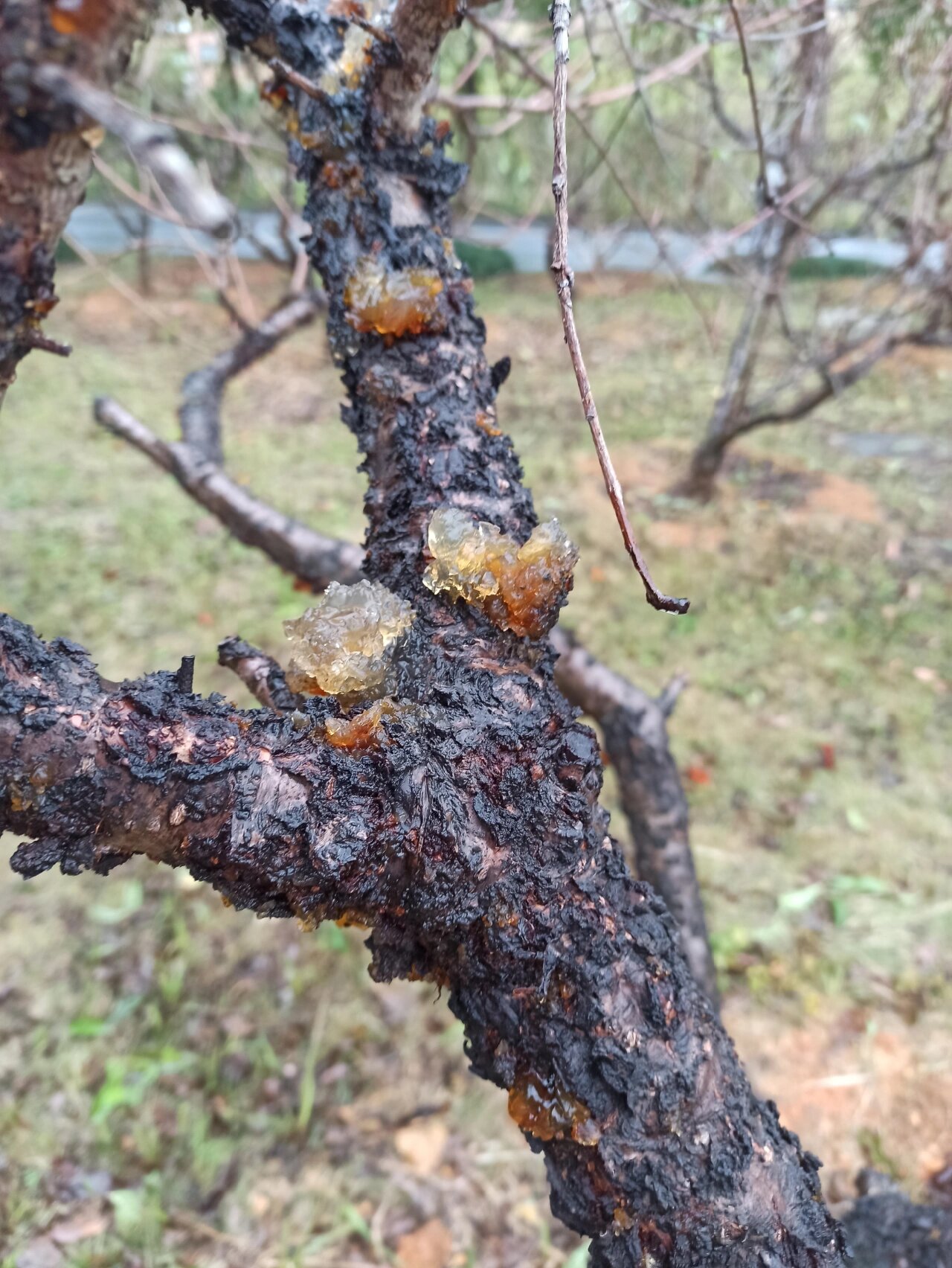 一亩桃树能产多少桃胶果实呢视频(一亩桃树能产多少桃胶果子呢视频教程全集)