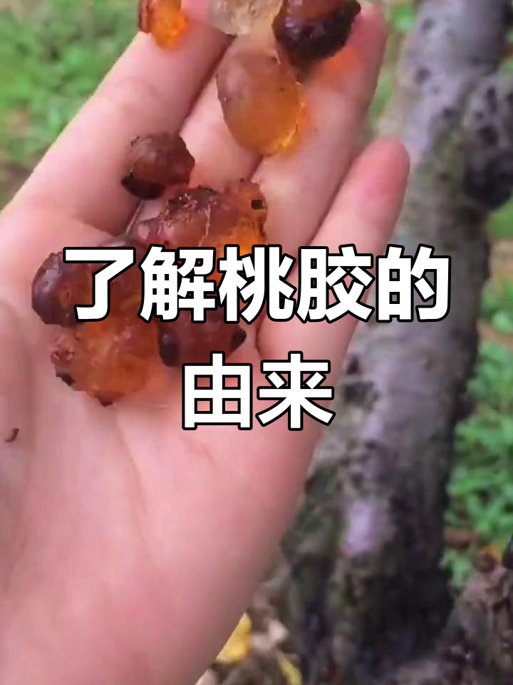 一亩桃树能产多少桃胶果实呢视频(一亩桃树能产多少桃胶果子呢视频教程全集)